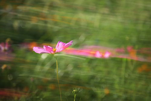 詩(shī)句,花香