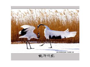 關(guān)于動(dòng)物運動(dòng)的詩(shī)句