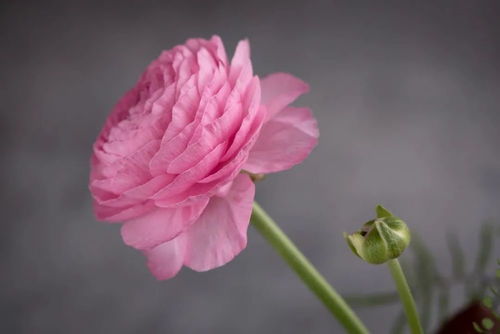 關(guān)于花的詩(shī)句洋牡丹