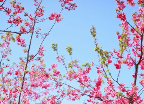 關(guān)于有春天的詩(shī)句
