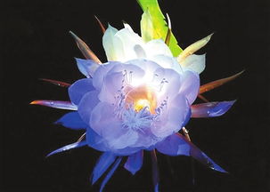 關(guān)于曇花古詩(shī)句