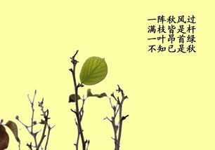 描寫(xiě)秋天葉子的古詩(shī)或詩(shī)句,有關(guān)葉子的詩(shī)句古詩(shī),贊美葉子的詩(shī)句古詩(shī)