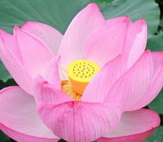 關(guān)于蓮的詩(shī)句名言