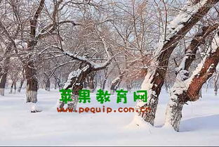 詩(shī)句,冬天