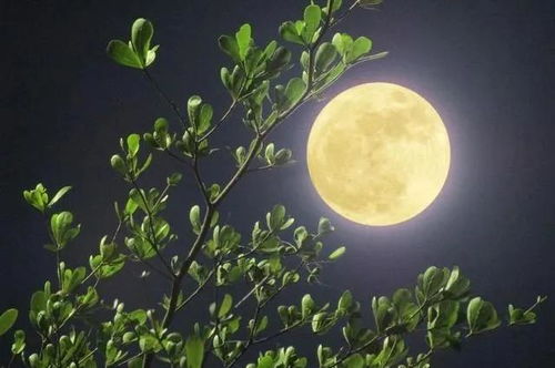 關(guān)于月亮和中秋有關(guān)的詩(shī)句