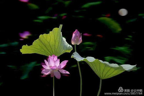 關(guān)于對頭蓮詩(shī)句