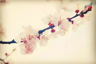 古詩(shī)中春的詩(shī)句