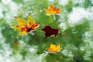 有關秋雨的詩句古詩,描寫秋葉的詩句古詩,秋葉詩句古詩
