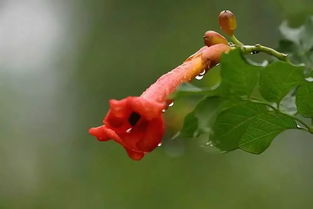 關(guān)于春華花的詩(shī)句