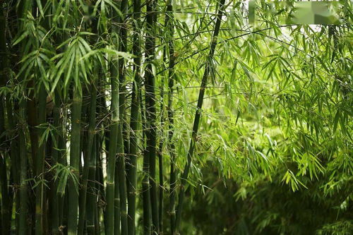 有關(guān)于竹子的詩(shī)句大全