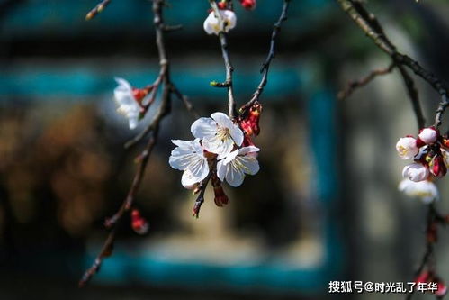關(guān)于花的種類(lèi)的詩(shī)句