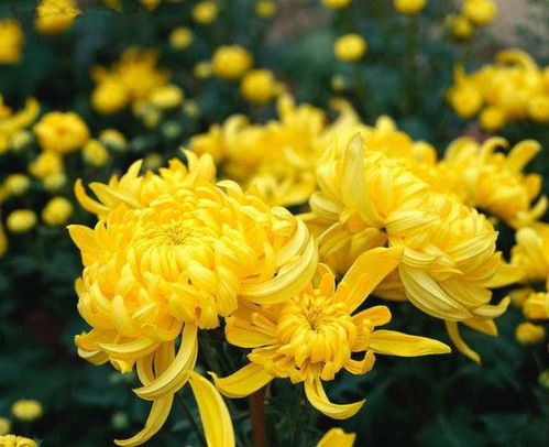 寫(xiě)過(guò)關(guān)于菊花的詩(shī)句