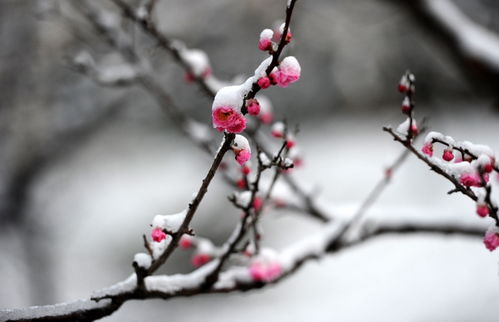 關(guān)于梅花香氣的詩(shī)句