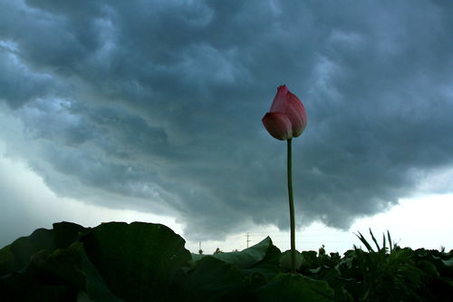 關(guān)于風(fēng)雨來(lái)臨的詩(shī)句