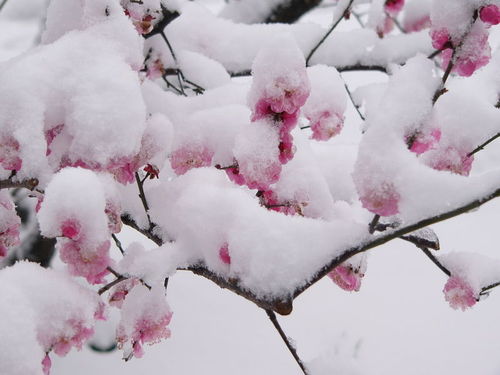 關(guān)于梅的傲雪詩(shī)句