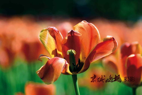 寫(xiě)花開(kāi)的旺盛的詩(shī)句,形容花開(kāi)得旺盛的詩(shī)句,秋季花開(kāi)旺盛詩(shī)句