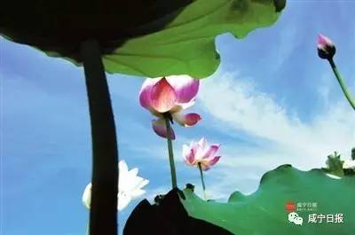 古詩(shī)美景的詩(shī)句有哪些