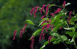 關(guān)于菊紅花的詩(shī)句