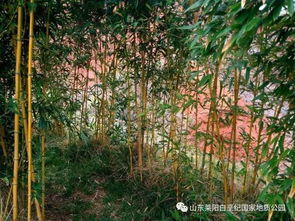 關(guān)于雨后美景的詩(shī)句