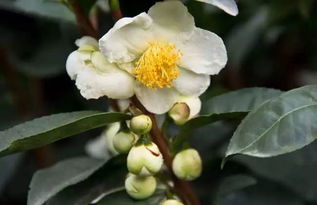 關(guān)于茶樹(shù)花的詩(shī)句