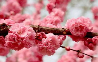 關(guān)于櫻花現代的詩(shī)句