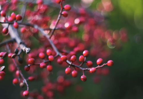 相思的古詩(shī)句紅豆生