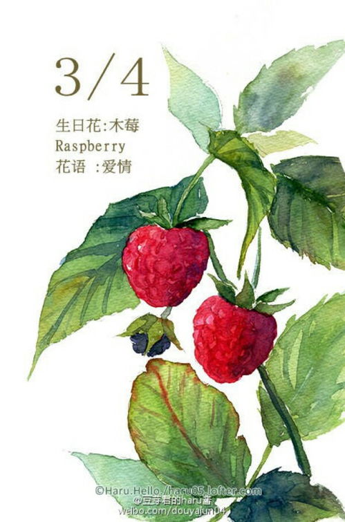 關(guān)于木莓花的詩(shī)句