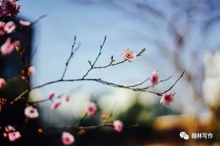 關(guān)于春花的古詩(shī)句大全
