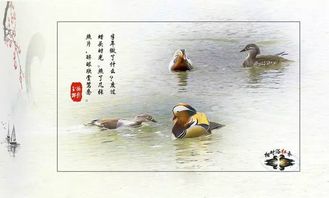 關(guān)于鴛鴦的詩(shī)句古詩(shī)