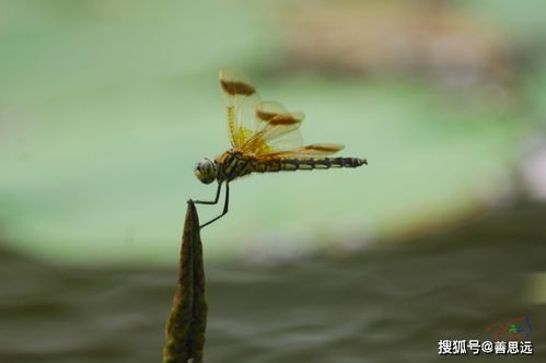 關(guān)于蜻蜓詩(shī)句古詩(shī)詞