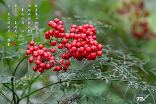 古詩(shī),詩(shī)句