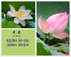找關(guān)于荷花的所有詩(shī)句