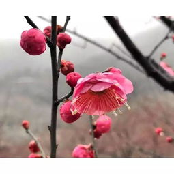 一枝梅古詩(shī)句