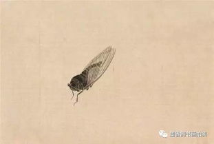 關(guān)于蟬的諺語(yǔ)和詩(shī)句