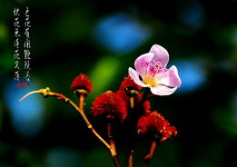 關(guān)于秋季的花的詩(shī)句