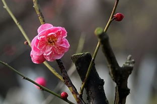 描寫(xiě)菊竹的詩(shī)句古詩(shī)詞