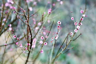 關(guān)于梅花春天來(lái)了的詩(shī)句