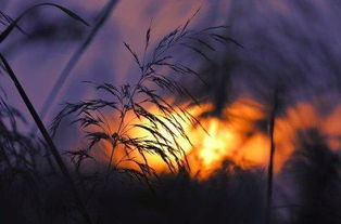 思鄉,古詩(shī),詩(shī)句,秋天