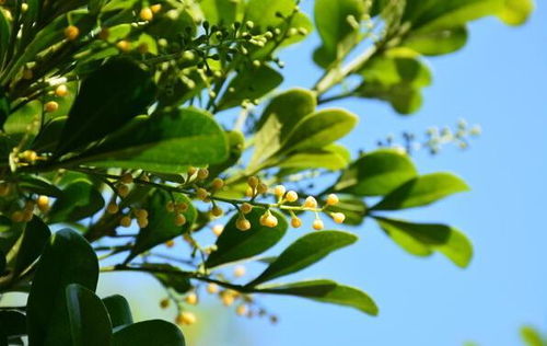 關(guān)于米蘭花的詩(shī)句