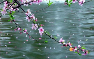 桃花詩(shī)句古詩(shī)三百首