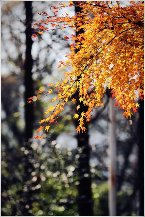 關(guān)于春天的古詩(shī)句子有哪些,關(guān)于夏天的古詩(shī)句子有哪些,描寫(xiě)秋的古詩(shī)句子有哪些