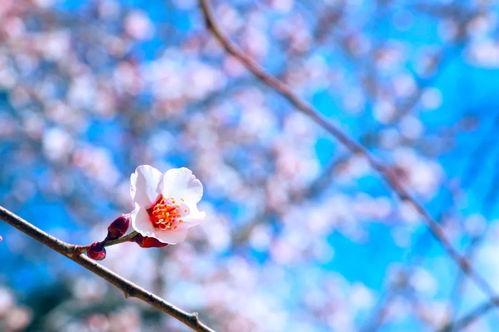 關(guān)于桃花的送別詩(shī)句有哪些