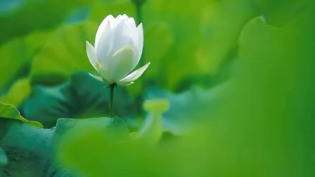 關(guān)于忘憂(yōu)草的現代詩(shī)句