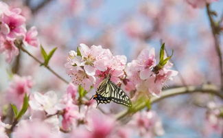 關(guān)于桃花香的詩(shī)句有哪些