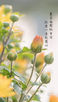 古詩(shī)中帶菊花的詩(shī)句