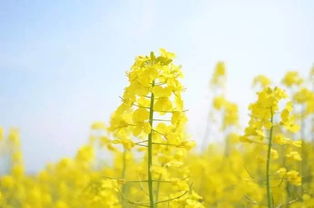 帶油菜花的古詩(shī)句