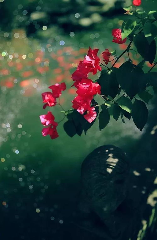 古詩(shī),梨花,詩(shī)句,中帶
