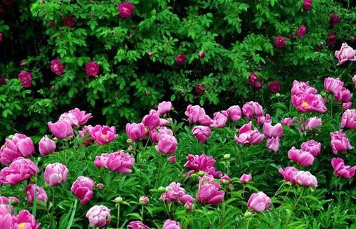 詩(shī)句,花草,還有哪些