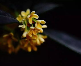 王維描寫(xiě)桂花的詩(shī)句,王維寫(xiě)桂花的詩(shī)句有哪些,描寫(xiě)桂花的詩(shī)句古詩(shī)王維