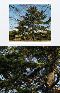贊美冬天松樹(shù)的詩(shī)句,形容冬天松樹(shù)的詩(shī)句,冬天松樹(shù)的詩(shī)句古詩(shī)